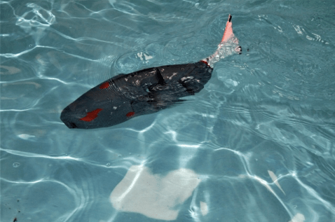 Su Altının Yeni Kaşifi: Akıllı Robot Balık